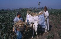 Onion Harvest. Two men loading onions onto a donkeyAfrican Middle East North Africa Male Man Guy Male Men Guy 2 Farming Agraian Agricultural Growing Husbandry  Land Producing Raising