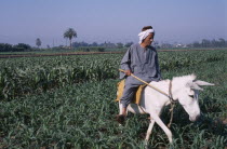 Farmer holding a cane riding a donkey through field of cropsAfrican Middle East North Africa Farming Agraian Agricultural Growing Husbandry  Land Producing Raising One individual Solo Lone Solitary