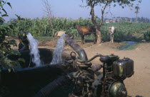A diesel powered water pump with cattle tied up to a tree  near a field of crops behindAfrican Middle East North Africa Cow  Bovine Bos Taurus Livestock Farming Agraian Agricultural Growing Husbandry...