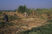 Sugar Harvest. Men working amongst cropAfrican Middle East North Africa Male Man Guy Male Men Guy Farming Agraian Agricultural Growing Husbandry  Land Producing Raising