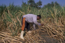 Sugar Harvest.  A man working amongst cropAfrican Middle East North Africa Male Men Guy Male Man Guy Farming Agraian Agricultural Growing Husbandry  Land Producing Raising One individual Solo Lone So...