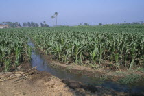 Irrigation channel running between cropsAfrican Middle East North Africa Farming Agraian Agricultural Growing Husbandry  Land Producing Raising