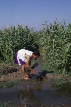 Man digging irrigation channel between cropsAfrican Middle East North Africa Male Men Guy Male Man Guy Farming Agraian Agricultural Growing Husbandry  Land Producing Raising One individual Solo Lone...