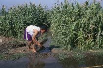 Man digging irrigation channel between cropsAfrican Middle East North Africa Male Men Guy Male Man Guy Farming Agraian Agricultural Growing Husbandry  Land Producing Raising One individual Solo Lone...