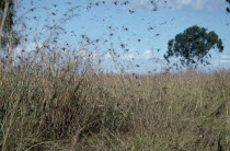Swarm of locusts.African Eastern Africa Madagascaran Madagasikara Scenic
