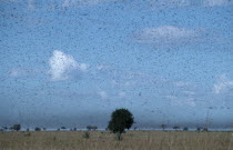Swarm of locusts moving south towards Toliara.African Eastern Africa Madagascaran Madagasikara Scenic