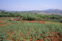 Field of cassava and banana plantation on farm in French protection zone.manioc African Eastern Africa Rwandan Scenic Farming Agraian Agricultural Growing Husbandry  Land Producing Raising