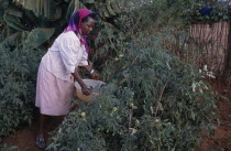 Woman watering tomato crop growing on shamba.African Eastern Africa Female Women Girl Lady Kenyan Farming Agraian Agricultural Growing Husbandry  Land Producing Raising Female Woman Girl Lady One ind...