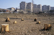 Outskirts of city with trees chopped down for firewood for heating and cooking.  People had no electricity or gas due to economic blockade of Armenia by Azerbaijan.1990s Armenian Asia Asian Ecology E...