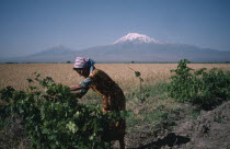 Woman working in vineyard with field of corn beyond and Mount Ararat in the distance.Armenian Asia European Asian Female Women Girl Lady Middle East Scenic Female Woman Girl Lady Farming Agraian Agri...