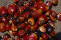 Close up of oil palm fruit Elaeis guineensis showing individual nuts.African Central Africa Gabonian Farming Agraian Agricultural Growing Husbandry  Land Producing Raising
