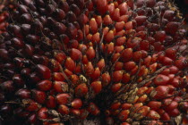 Close up of oil palm fruit Elaeis guineensis showing individual nuts.African Cameroonian Central Africa Farming Agraian Agricultural Growing Husbandry  Land Producing Raising