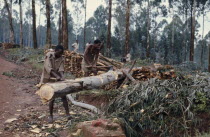 Felling trees.