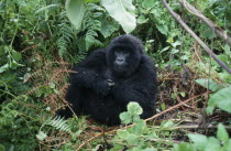 Gorilla in Rwandan forest.