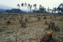 Area of deforestation  stumps of trees felled for firewood.
