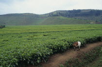 Tea plantation near Ruhengeri with goat in foreground.
