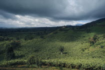 Banana plantation below stormy sky.