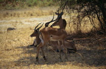 Impala in grassland.