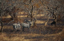 Zebra amongst scrub trees and grassland.