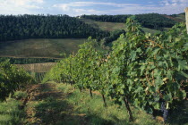 Landscape with vineyards and sloping fields. European Italia Italian Scenic Southern Europe Toscana Tuscan Farming Agraian Agricultural Growing Husbandry  Land Producing Raising