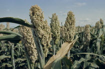 Sorghum growing.African Farming Agraian Agricultural Growing Husbandry  Land Producing Raising