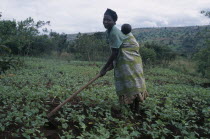 Woman refugee working in a cassava field carrying her baby on her back while hoeing.Refugees from the Congo and Rwanda fleeing conflict in Burundi Zaire African Babies Burundian Central Africa Easter...