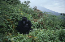Single mountain gorilla.