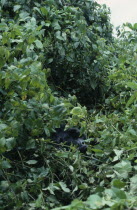 Single Silverback male mountain gorilla amongst vegetation in the Virunga Mountains.
