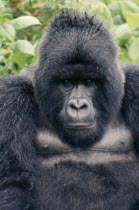 Portrait of mountain gorilla.