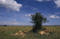 Lion pride of females and young.