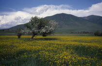 View towards tree in field of buttercups in springtime Armenian Asia Asian Middle East Scenic