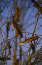 Swarm of locusts.African Western Africa