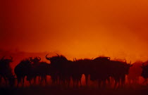 Herd of Wildebeest   Connochaetes gnu   silhouetted against bright red sky.