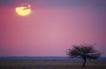 Savannah sunrise with single tree in the foreground and sun rising in to a pink sky.