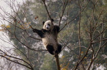Panda climbing in a treeAsian