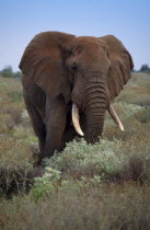Single African elephant. Latin name Loxodonta africana