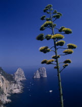 Faraglioni Rocks with flowering tree in foreground.European Italia Italian Scenic Southern Europe