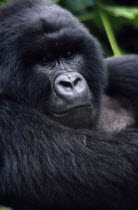 Close view of Mountain Gorilla in natural habitat in the Virunga mountain rangeAfrican Congo Zairean Central Africa