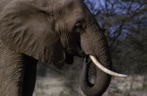 Single animal  head shot showing tusks. Kenya Amboseli African Eastern Africa Kenyan One individual Solo Lone Solitary