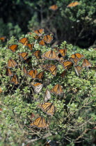 Mass of Monarch butterflies settled on bush