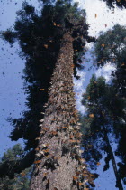 Mass of Monarch butterflies on trunk of tree and in the air surrounding it.