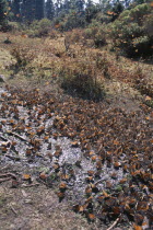 Mass of Monarch butterflies on ground and in air.
