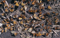 Mass of Monarch butterflies settled on ground.