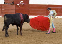 Bullfight. The matador taunts the bull in the tercio de muerte.Bull Fight American Cattle Hispanic Latin America Latino Male Mexican One individual Solo Lone Solitary 1 Cow  Bovine Bos Taurus Livesto...