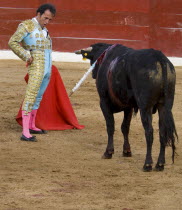 Bullfight. The matador taunts the bull in the tercio de muerte.Bull Fight American Cattle Hispanic Latin America Latino Male Mexican One individual Solo Lone Solitary 1 Cow  Bovine Bos Taurus Livesto...