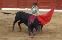 Bullfight. The matador makes a pass in the tercio de muerte.Bull Fight American Cattle Hispanic Latin America Latino Male Mexican One individual Solo Lone Solitary 1 Cow  Bovine Bos Taurus Livestock...