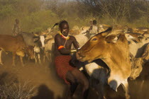 Hama Jumping of the Bulls intiation ceremony  getting the bulls ready for jumping ceremony