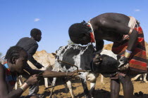 Dombo village  Hamar peoples  Hamer man holding cow still whilst another man shoots an arrow into its neck in order to drain blood for drinking