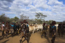 Hama Jumping of the Bulls initiation ceremony  Ritual dancing round cows and bulls before the initiate does the jumpingJane Sweeney