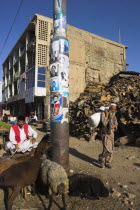 Central Kabul  Shor Bazaar  Sheep tied to electricity pole.